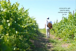 כשחלום מתגשם...